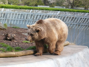 Photo of Berlin Bear at Koellnischer Park, Berlin Mitte