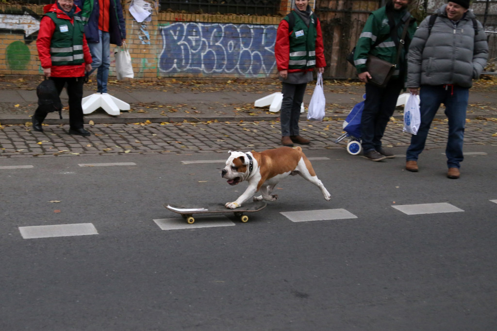 Berlin dog on skateboard IMG_1675