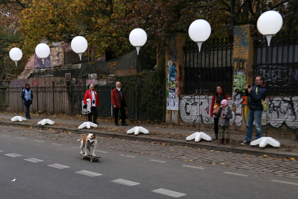 Berlin dog on skateboard