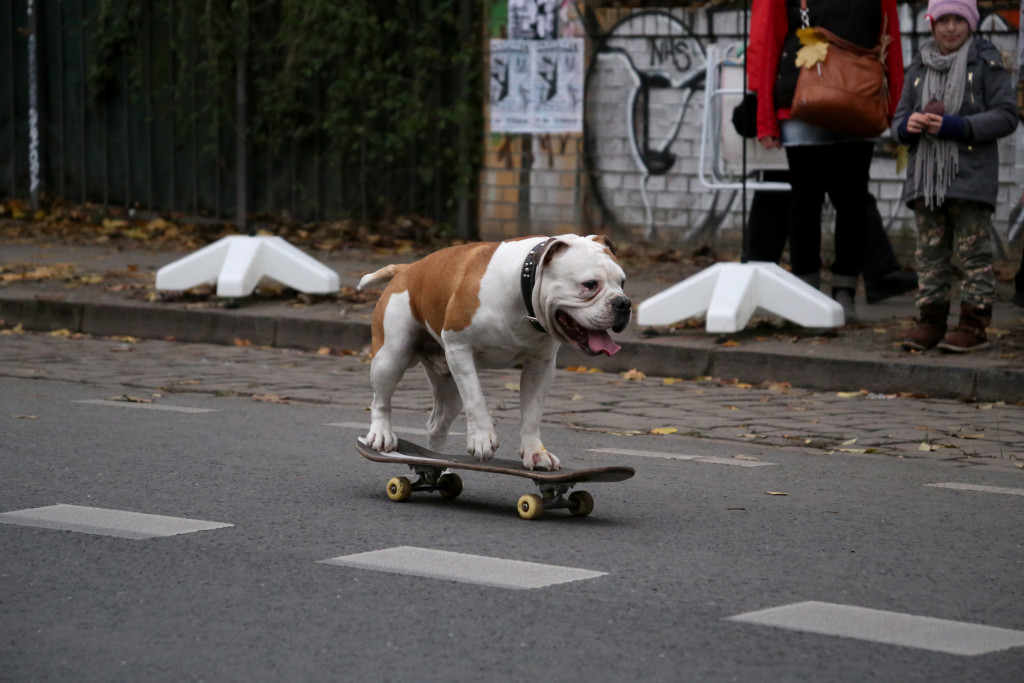 dog on a skateboard Berlin Kreuzberg