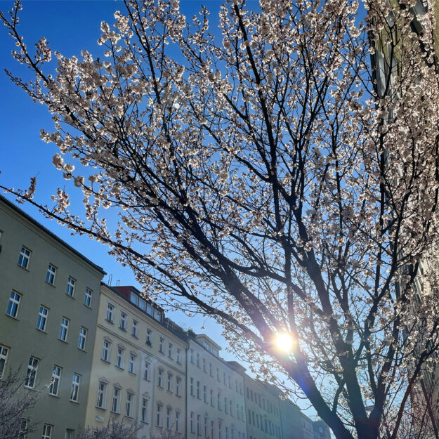 Berlin Cherry Blossom