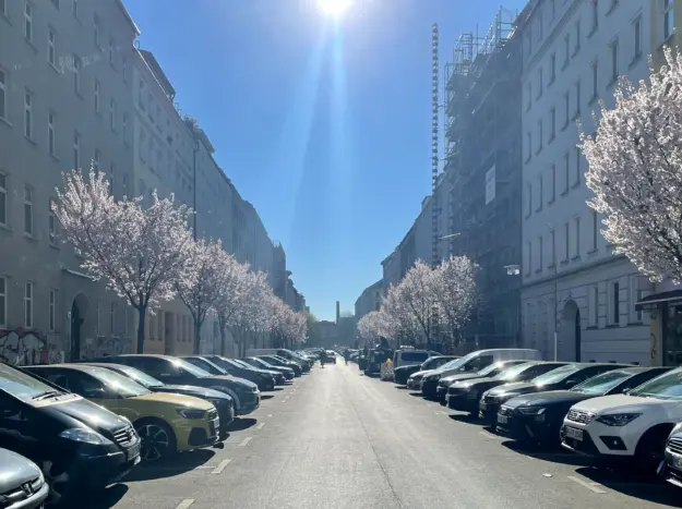 Cherry blosson in Zionskirchstraße Berlin